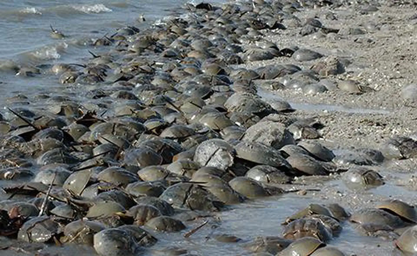 Horeshoe crab spawning at the Delaware National Estuarine Research Reserve, Delaware