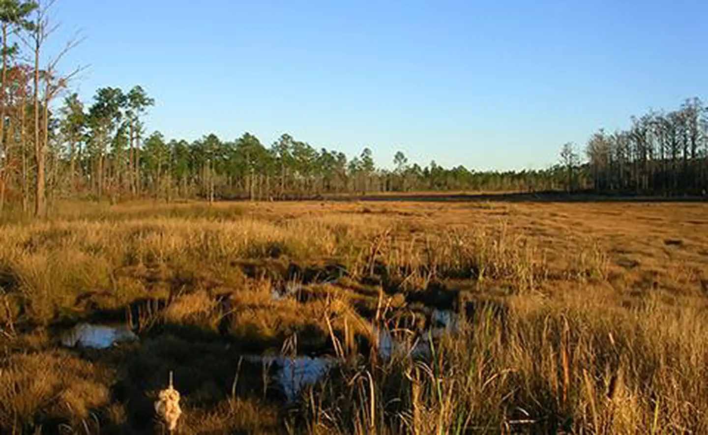 Hawks' Marsh at sunset at Grand Bay National Estuarine Research Reserve, Mississippi