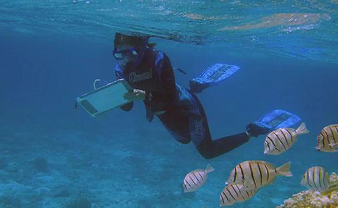 Snorkeling at Pearl and Hermes Atoll.