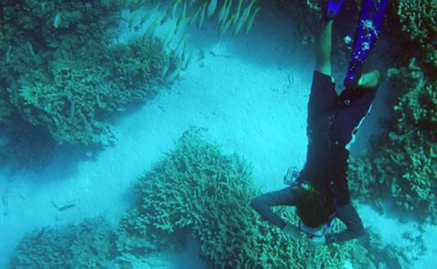 Snorkeling at Kure Atoll