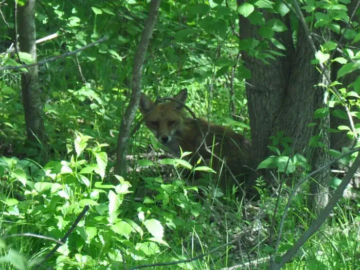 Red Fox at Occoquan Bay National Wildlife Refuge