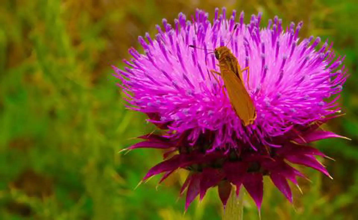 pink flower with butterfly